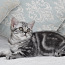 Tīršķirnes britu tabby kaķēns (foto #3)