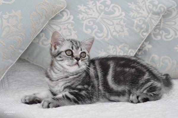 Породистый британский мраморный котенок (фото #3)
