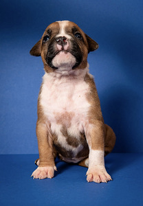 Amstaff (2 foto no 9)