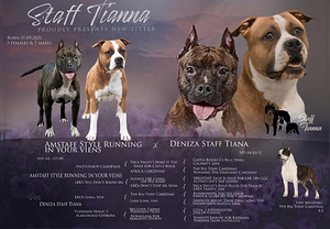 Amstaff (9 foto no 9)