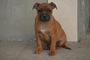 Стаффордширский бультерьер (3 фото из 6)