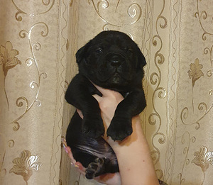 Продажа Кане Корсо (2 фото из 4)