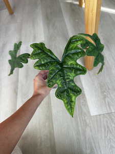 Alocasia Tandurusa Jacklyn (1 foto / 7)