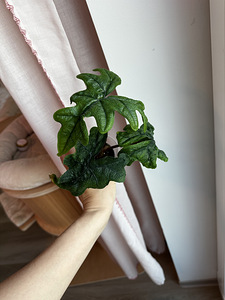 Alocasia Tandurusa Jacklyn (7 foto / 7)