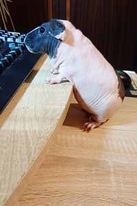 Skinny merisiga (3 foto / 6)