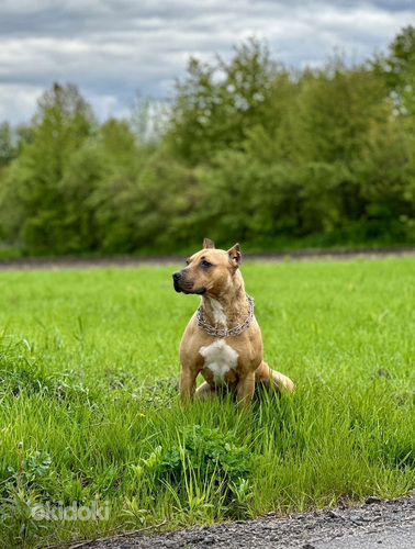 American pitbull terrier (foto #7)