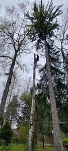 Ohtlike puude saagimine ja lõikamine
