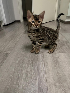 Kissanpentu (3 valokuva sivusta 3)