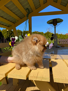 Pomeranian (4 foto no 5)