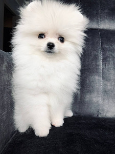 Valge pomeranian (1 foto / 8)