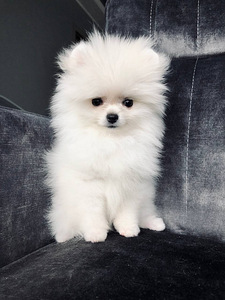 Valge pomeranian (4 foto / 8)