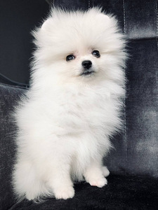 Valge pomeranian (8 foto / 8)