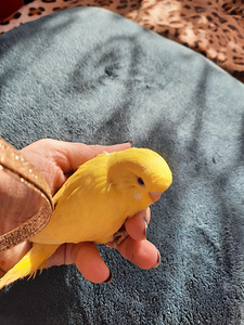 Волнистики (4 фото из 5)