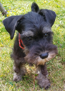 Miniature schnauzers (1 foto / 1)