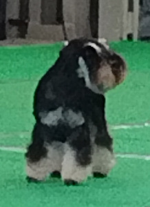DogsGroom
