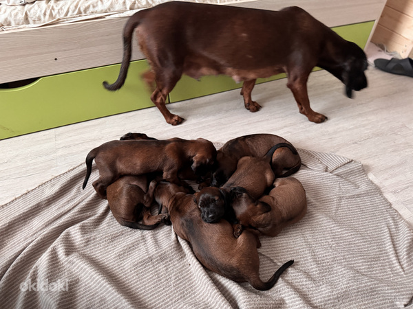 Bavārijas dzinējsuns/Bavārijas asinspēdu dzinējsuns.