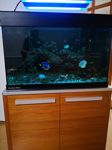 Аквариум с морской водой (4 фото из 4)