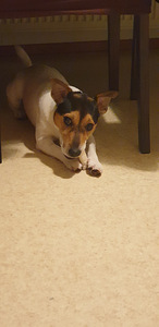 Jack rassel (2 valokuva sivusta 2)
