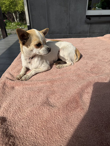 Чихуахуа (Chihuahua) (4 фото из 5)