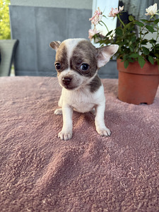 Tüdruk chihuahua (2 foto / 5)