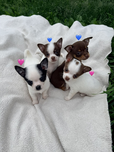 Chihuahua kutsikad