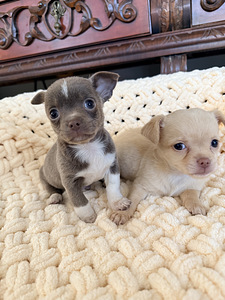 Chihuahua kutsikad (7 foto / 10)