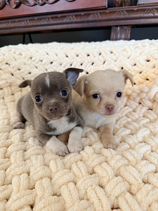 Chihuahua kutsikad (8 foto / 10)