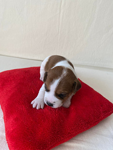 Kutsikad Jack Russelli terjer (5 foto / 9)