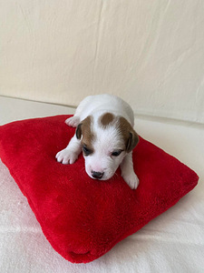 Kutsikad Jack Russelli terjer (6 foto / 9)
