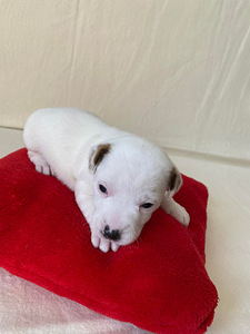 Kutsikad Jack Russelli terjer (7 foto / 9)
