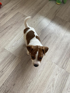 Kutsikad Jack Russelli terjer (1 foto / 10)