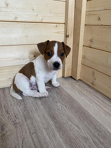 Kutsikad Jack Russelli terjer (2 foto / 10)