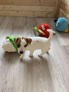 Kutsikad Jack Russelli terjer (4 foto / 10)