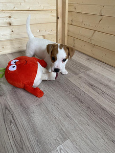 Kutsikad Jack Russelli terjer (5 foto / 10)