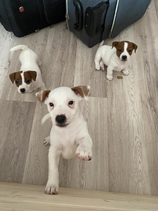 Kutsikad Jack Russelli terjer (6 foto / 10)