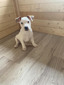 Kutsikad Jack Russelli terjer (1 foto / 2)