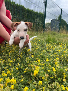 Kutsikad Jack Russelli terjer (1 foto / 6)