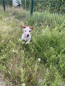 Kutsikad Jack Russelli terjer (2 foto / 6)