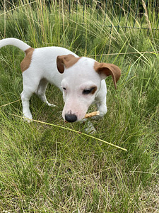 Kutsikad Jack Russelli terjer (3 foto / 6)