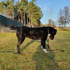 CAO (8 valokuva sivusta 8)