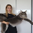 Maine Coon (foto #3)