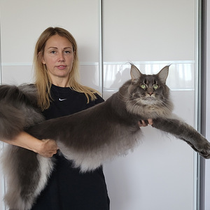 Maine Coon (3 foto no 5)