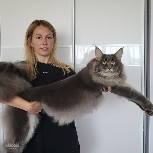 Maine Coon (foto #3)