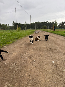 Щенки (4 фото из 8)