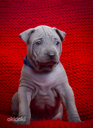 Тайский риджбек