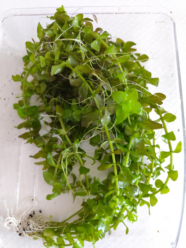 Akvaariumitaimed