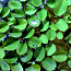 Сальвиния - надводное аквариумное растение (фото #2)