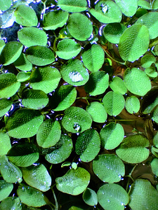 Salvinia - tärkav akvaariumitaim (2 foto / 6)