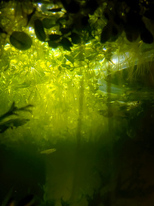 Salvinia - tärkav akvaariumitaim (6 foto / 6)