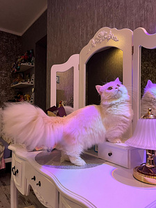 Munchkin (8 foto no 9)
